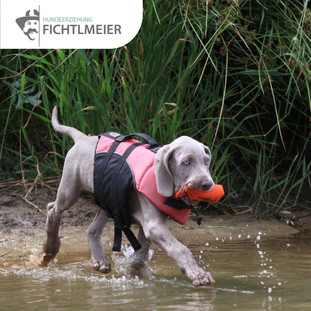 Spurarbeit und Apport | Am Wasser - Fichtlmeier Shop
