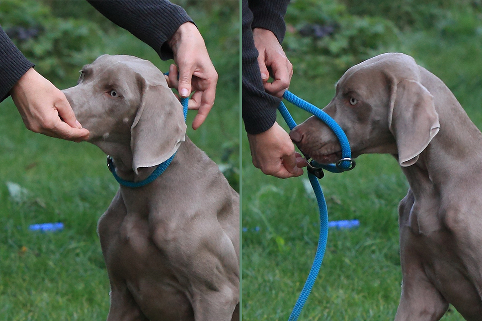 DAS ABNEHMEN DES HALSBANDES #3