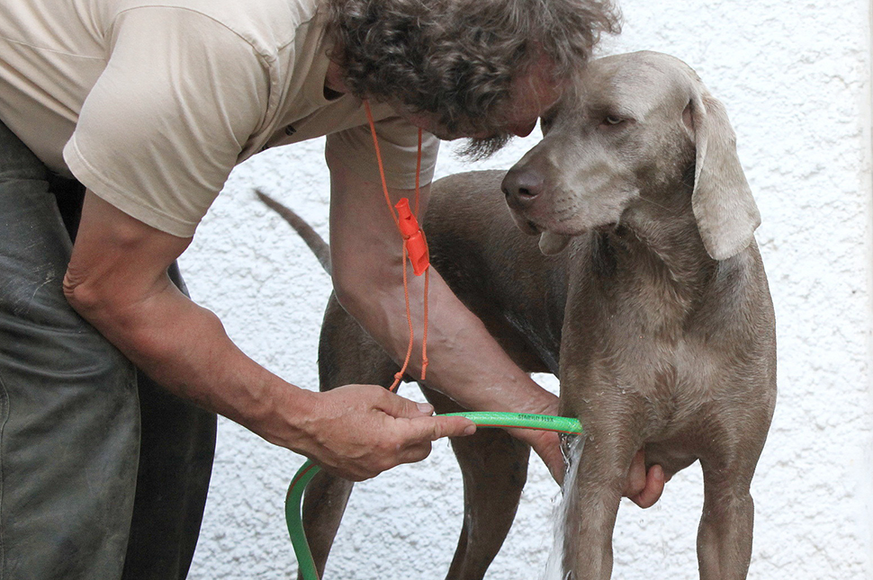 RICHTIGE PFLEGE FÜR FELL UND OHREN - #1 Körper- und Fellpflege