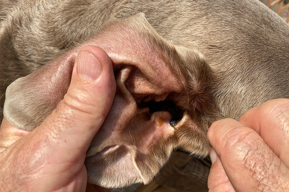 RICHTIGE PFLEGE FÜR FELL UND OHREN - #2 Ohrenpflege