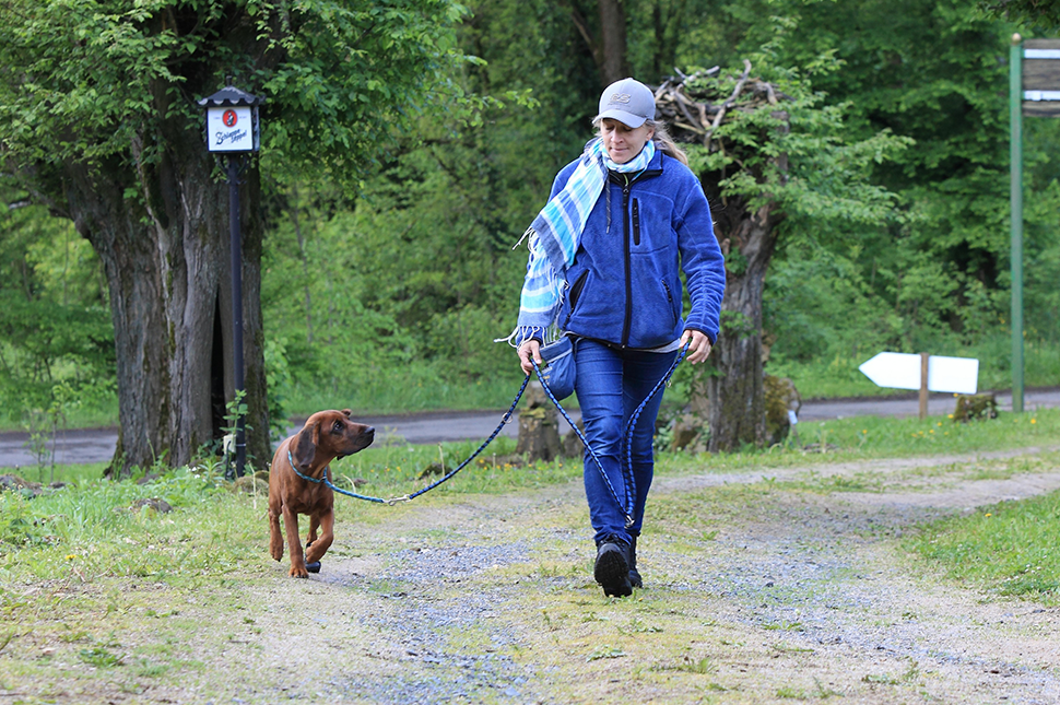 Vier Hauptthemen meiner Hundeführung