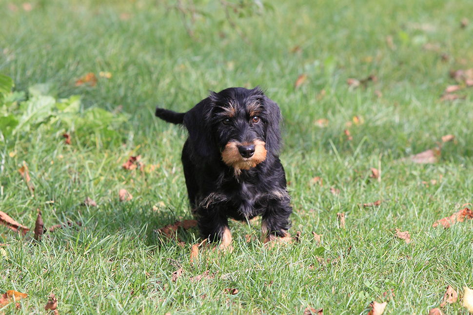 DER HUND – DER GEFÜHRT WIRD #1