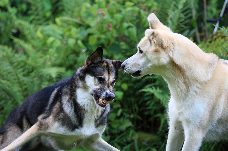 Foto: Sasha Krajnakova 