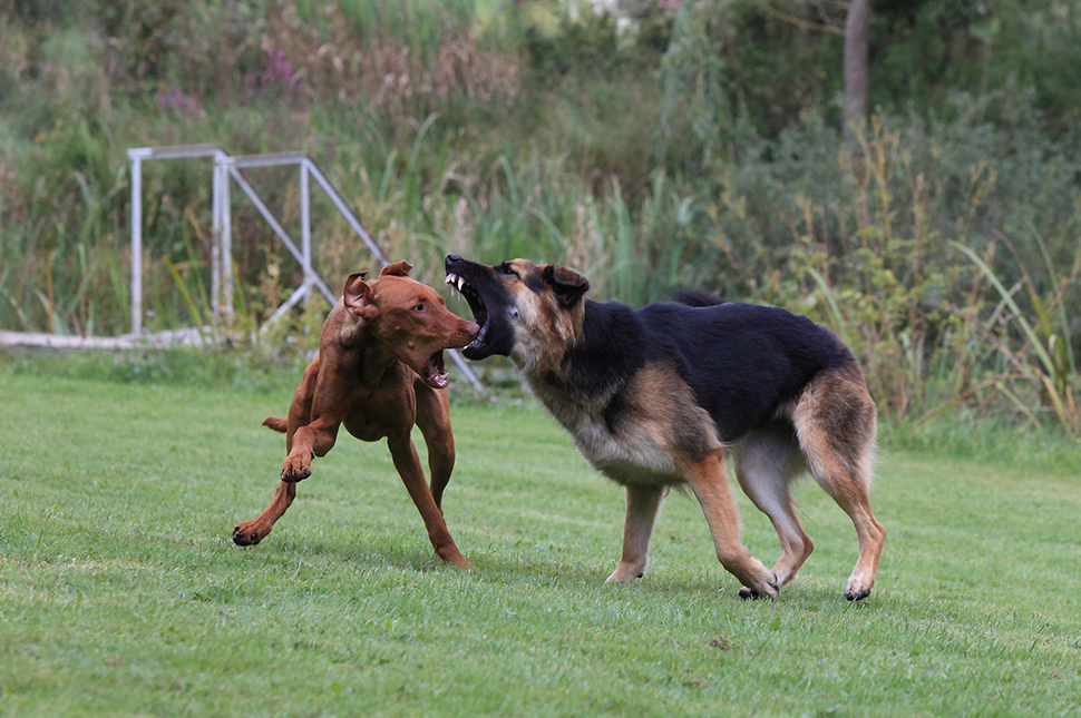 DER HUND – DER GEFÜHRT WIRD #3