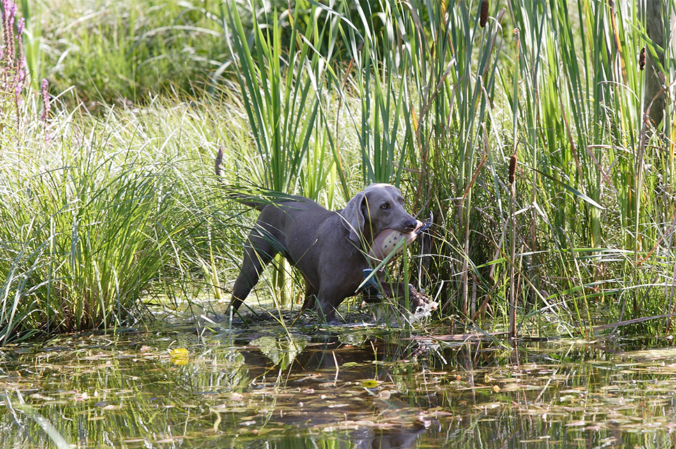 DER MENSCH - DER FÜHRT #5