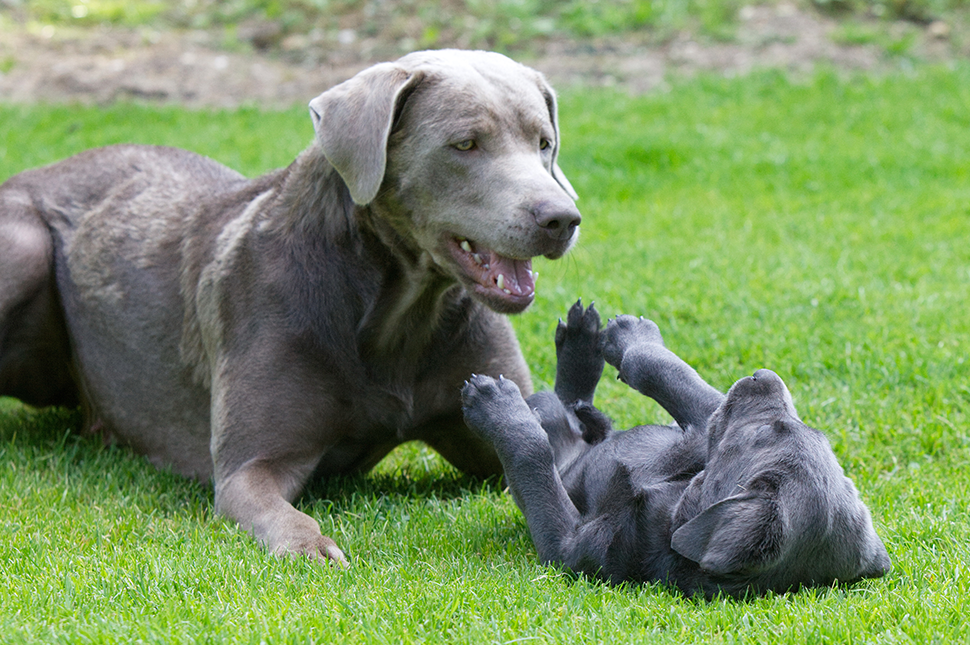 Ein strenger Blick genügt!