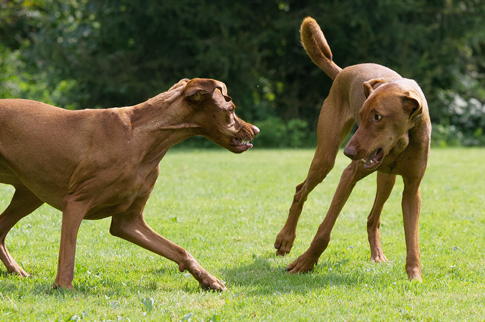 HUNDESPRACHE - #4 Gegenseitige Beeinflussbarkeit - Kernpunkt hündischer Kommunikation